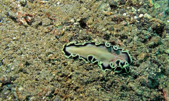 Image of white and purple flatworm