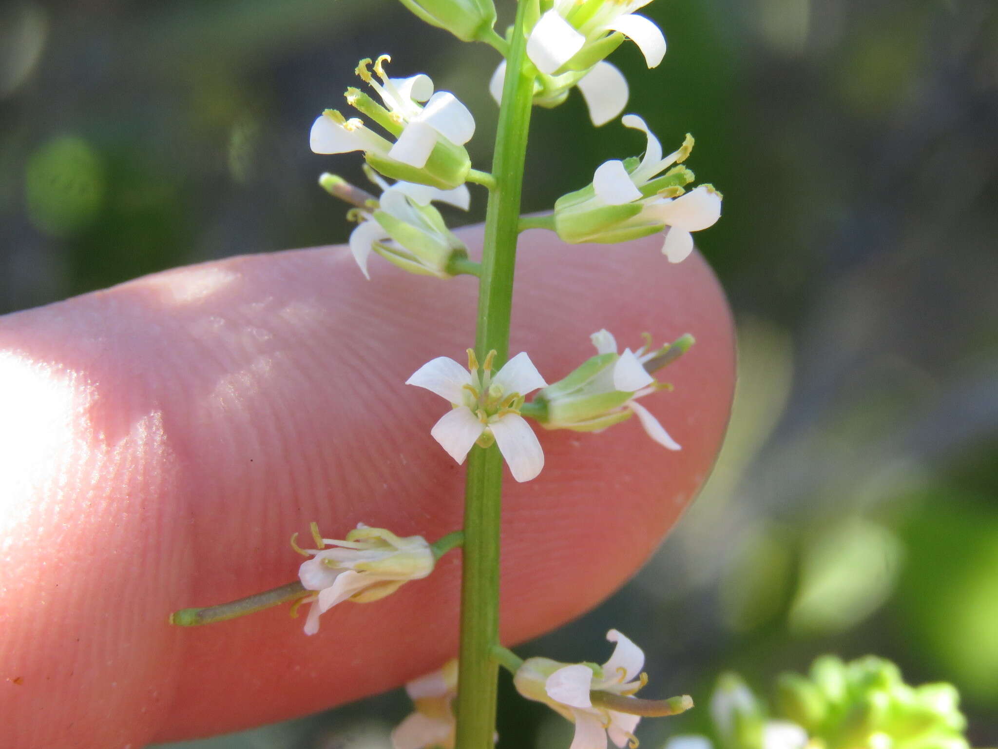 Image of California mustard