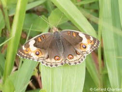 Image of Junonia orithya ocyale Hübner (1816)