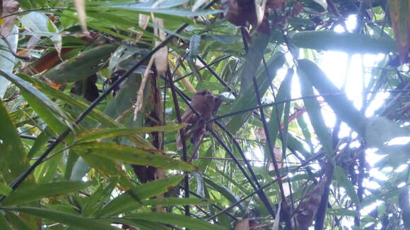 Image of Horsfield's Frogmouth