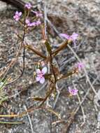 Image of Stylidium torticarpum A. Lowrie & K. F. Kenneally