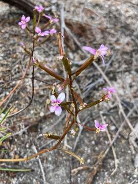 Image of Stylidium torticarpum A. Lowrie & K. F. Kenneally