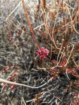 Imagem de Eriogonum fasciculatum var. flavoviride Munz & I M. Johnst.