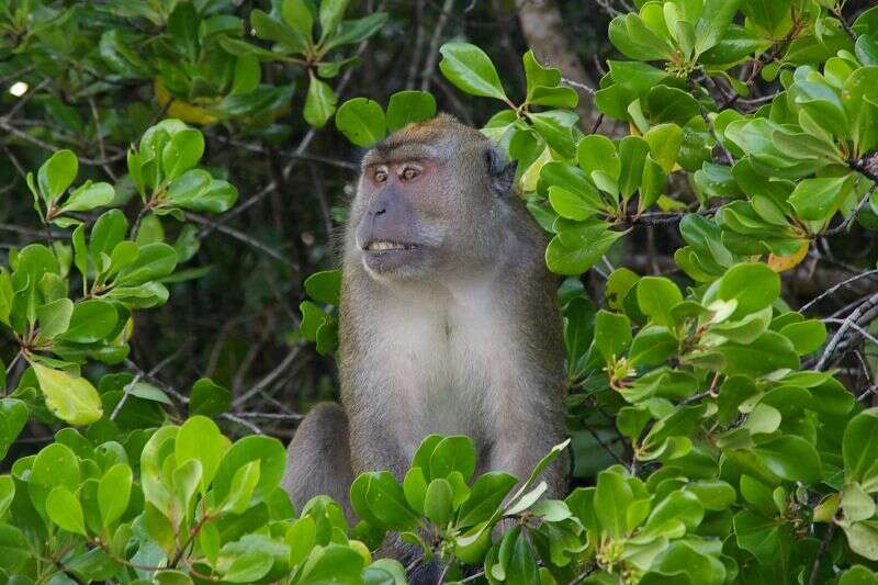 Image of Long-tailed Macaque