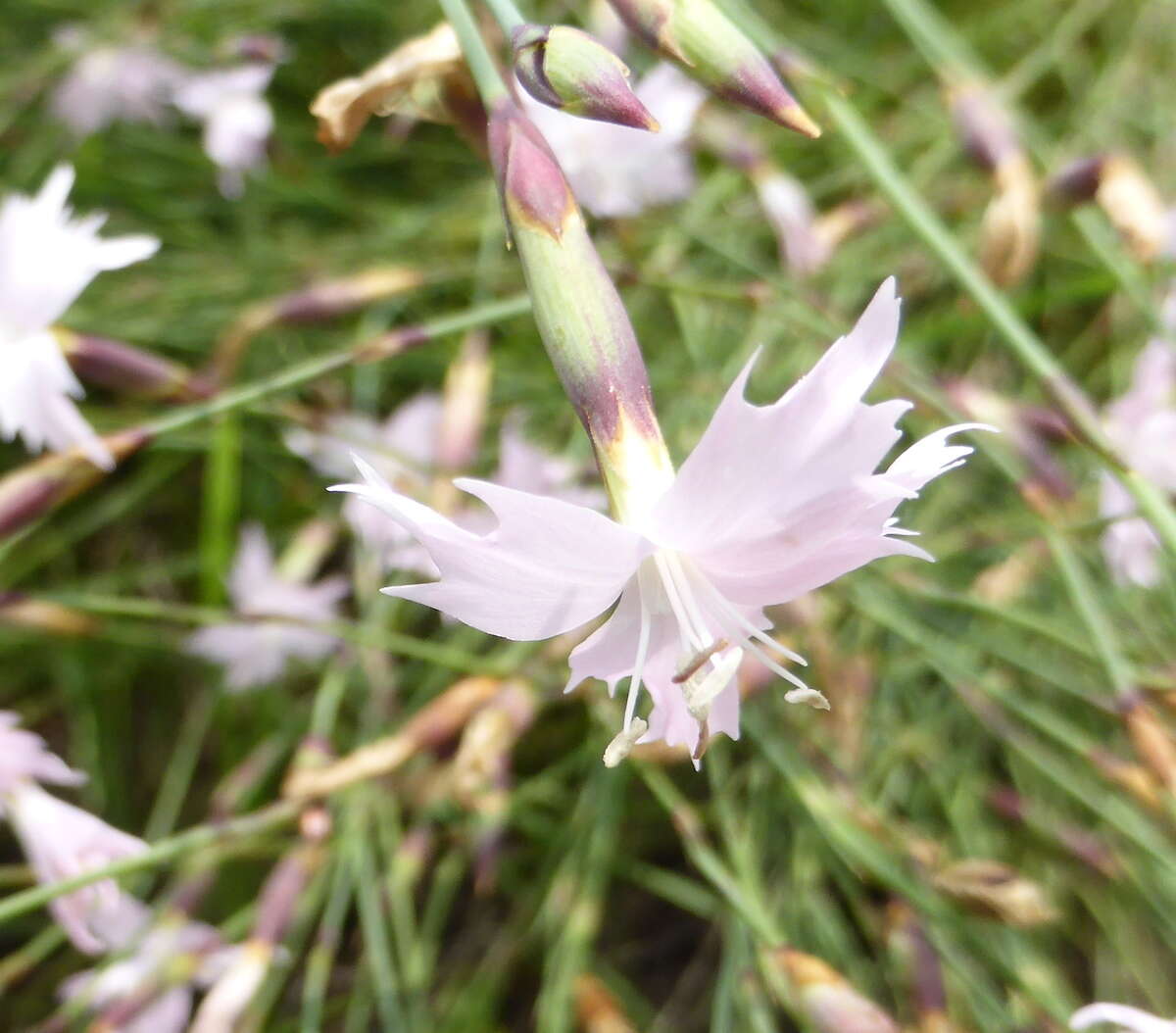 صورة Dianthus mooiensis F. N. Williams