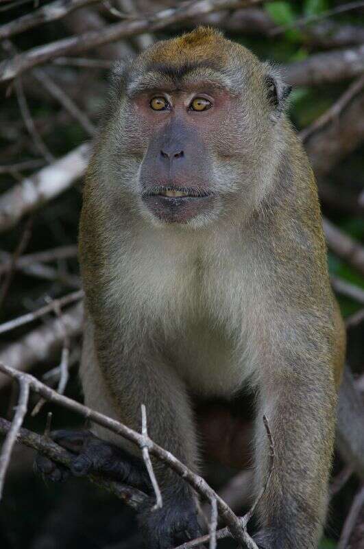 Image of Long-tailed Macaque