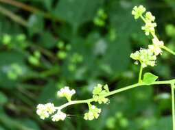 Sivun Salpianthus Humb. & Bonpl. kuva