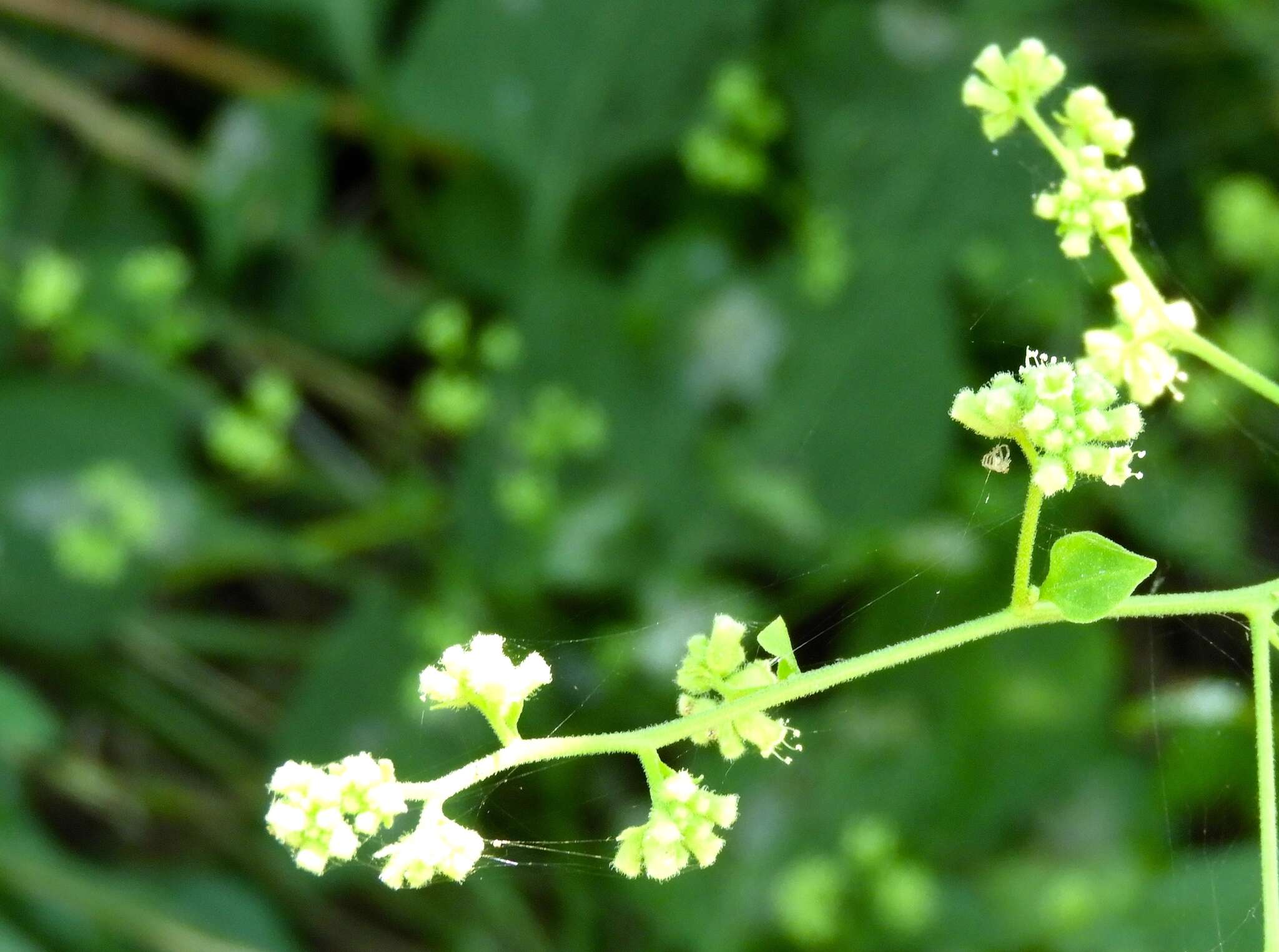 Sivun Salpianthus Humb. & Bonpl. kuva