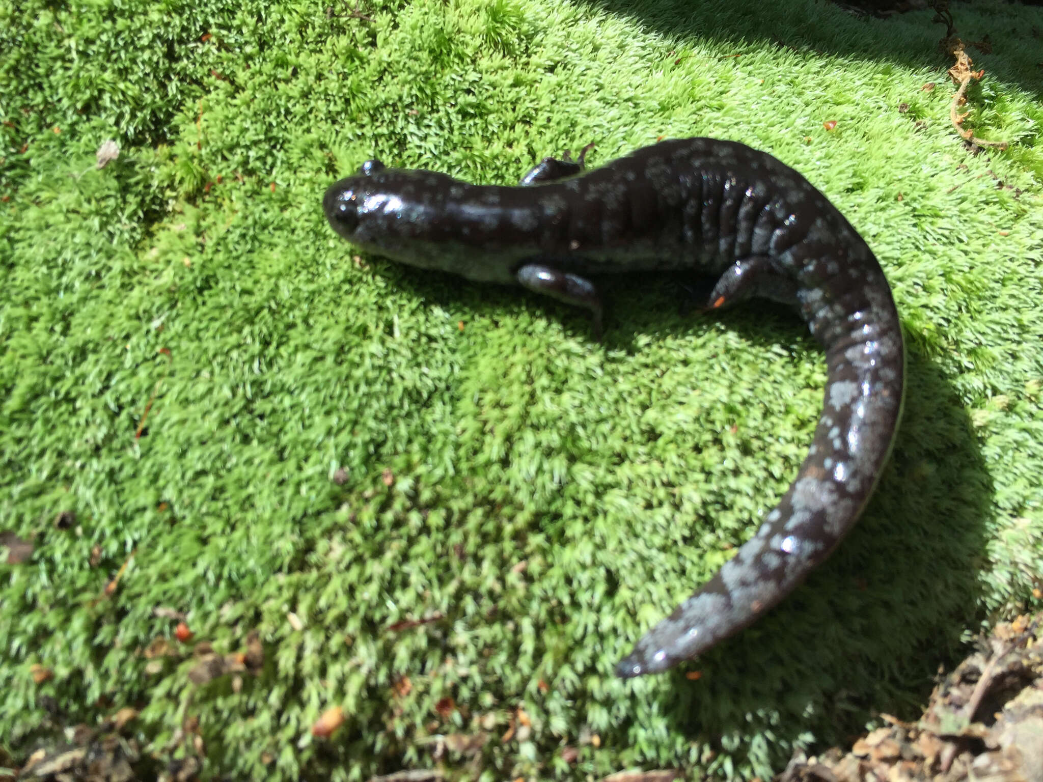 Plancia ëd Ambystoma mabeei Bishop 1928