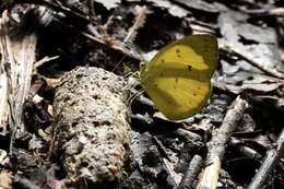 Imagem de Eurema nicevillei (Butler 1898)