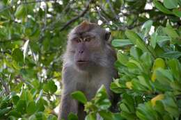 Image of Long-tailed Macaque