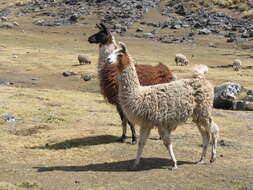 Image of llama