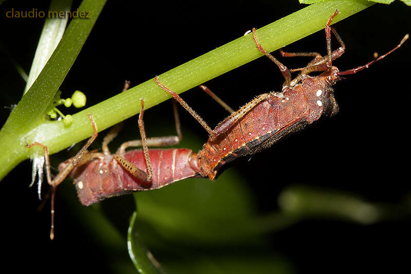 Image of Anasa apicalis (Westwood 1842)