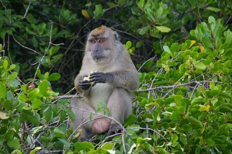 Image of Long-tailed Macaque