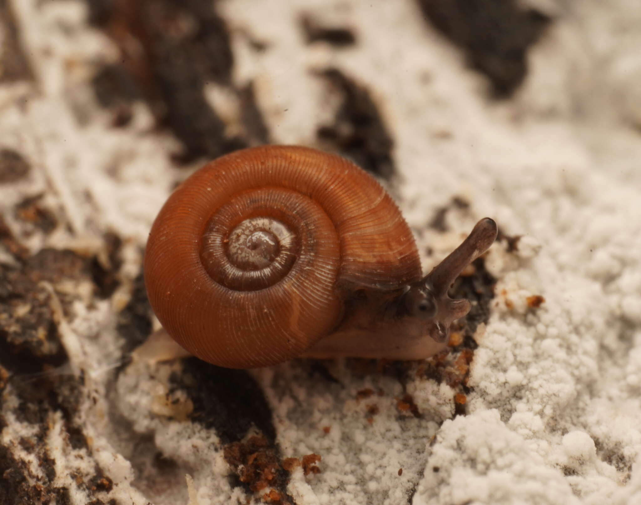 Image of Tasmathera legrandi (Cox 1868)