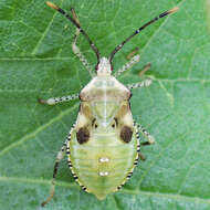 Image of Anasa repetita Heidemann 1905