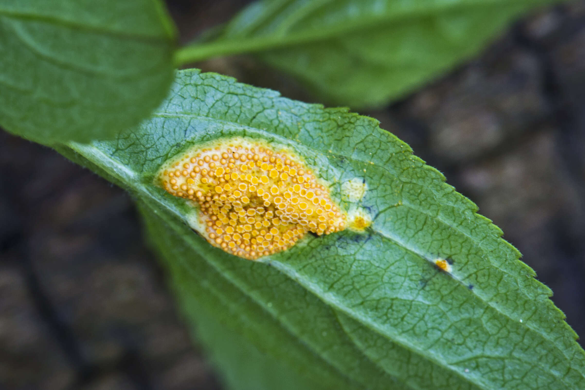 Plancia ëd Puccinia coronata Corda 1837