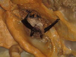 Myotis emarginatus (E. Geoffroy 1806) resmi