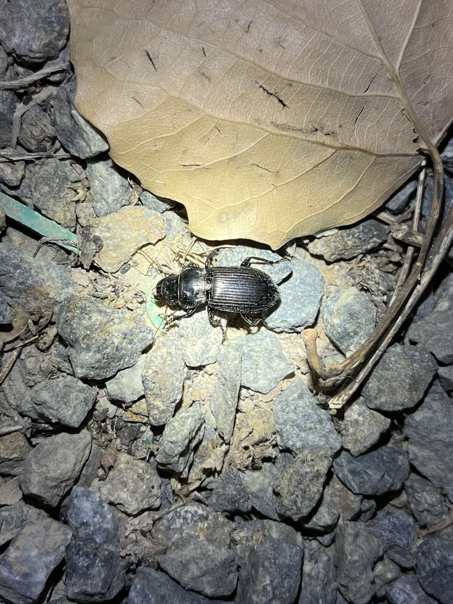 Amara (Curtonotus) gigantea (Motschulsky 1844) resmi