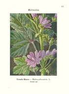 Image of high mallow