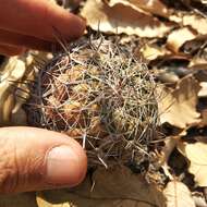 Image of Coryphantha pallida Britton & Rose