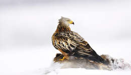 Image of Red Kite