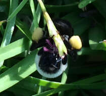 Image of Common Eastern Bumblebee