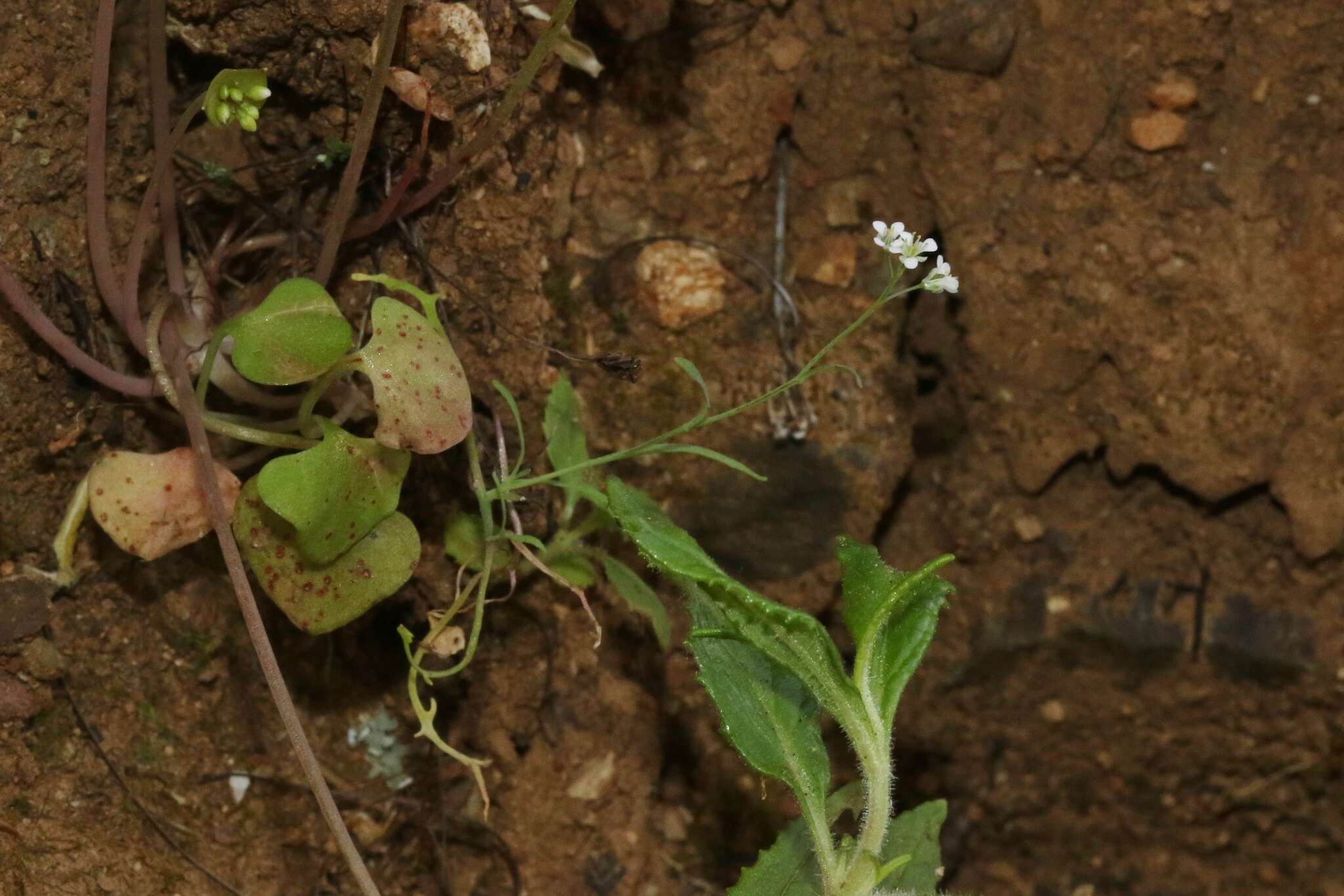 Image of Santa Cruz Island fringepod