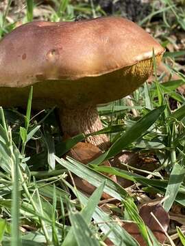 Image of Butyriboletus floridanus (Singer) G. Wu, Kuan Zhao & Zhu L. Yang 2016