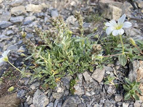 Plancia ëd Artemisia genipi Weber