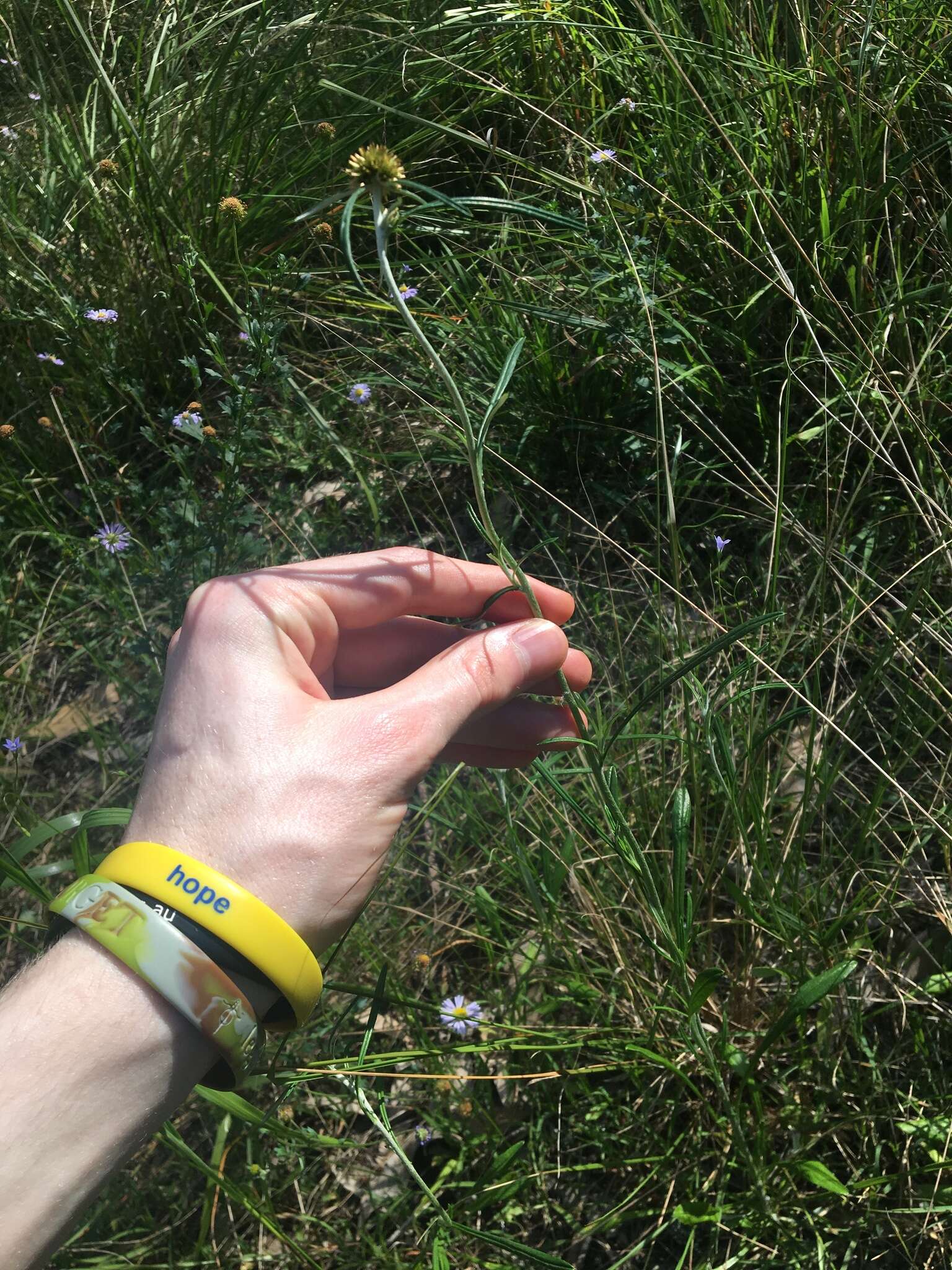 Image of tropical creeping cudweed