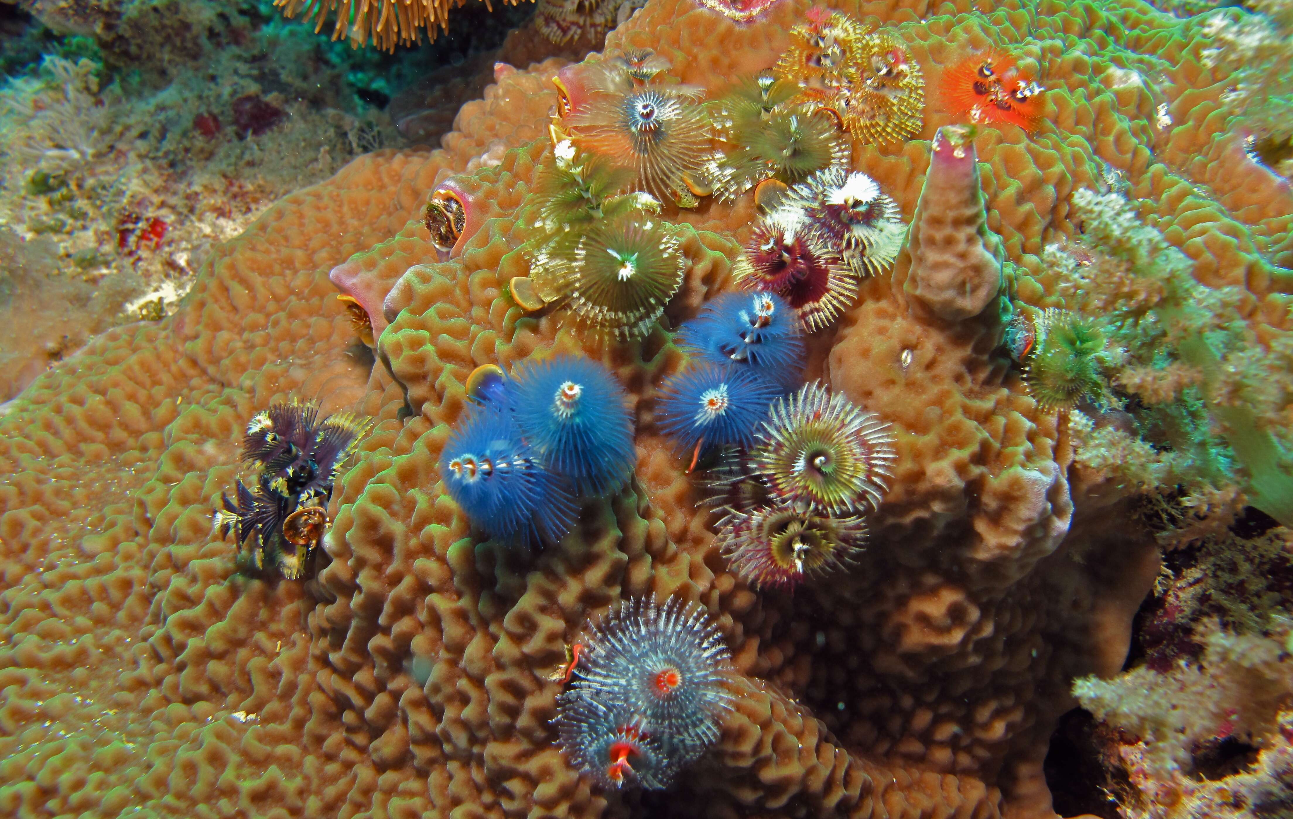 Image of Christmas tree worm