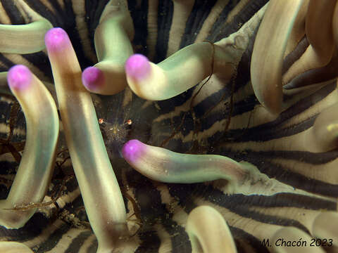 Image of crystal prawn