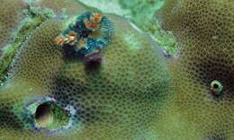 Image of Christmas tree worm