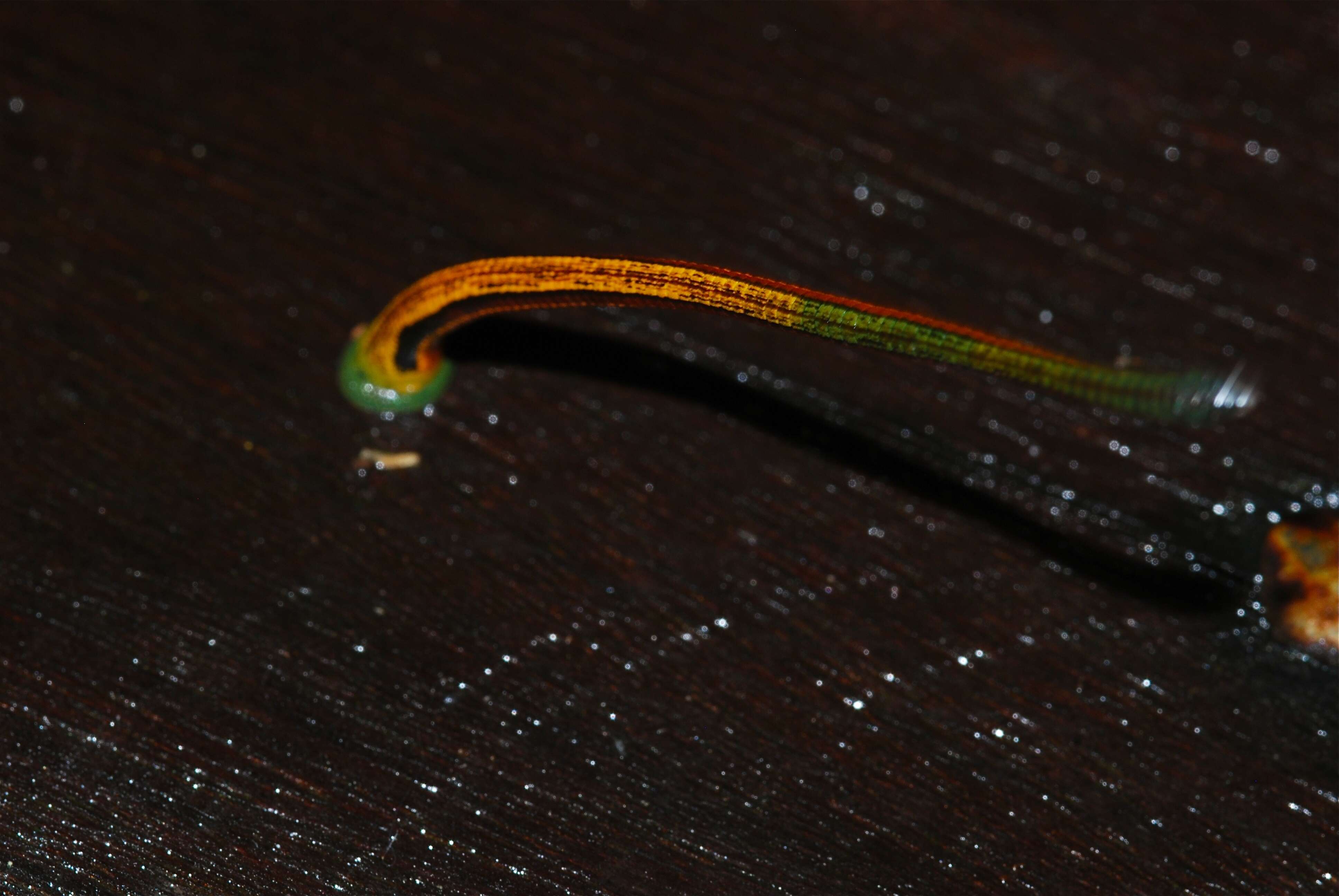 Image of Tiger Leech