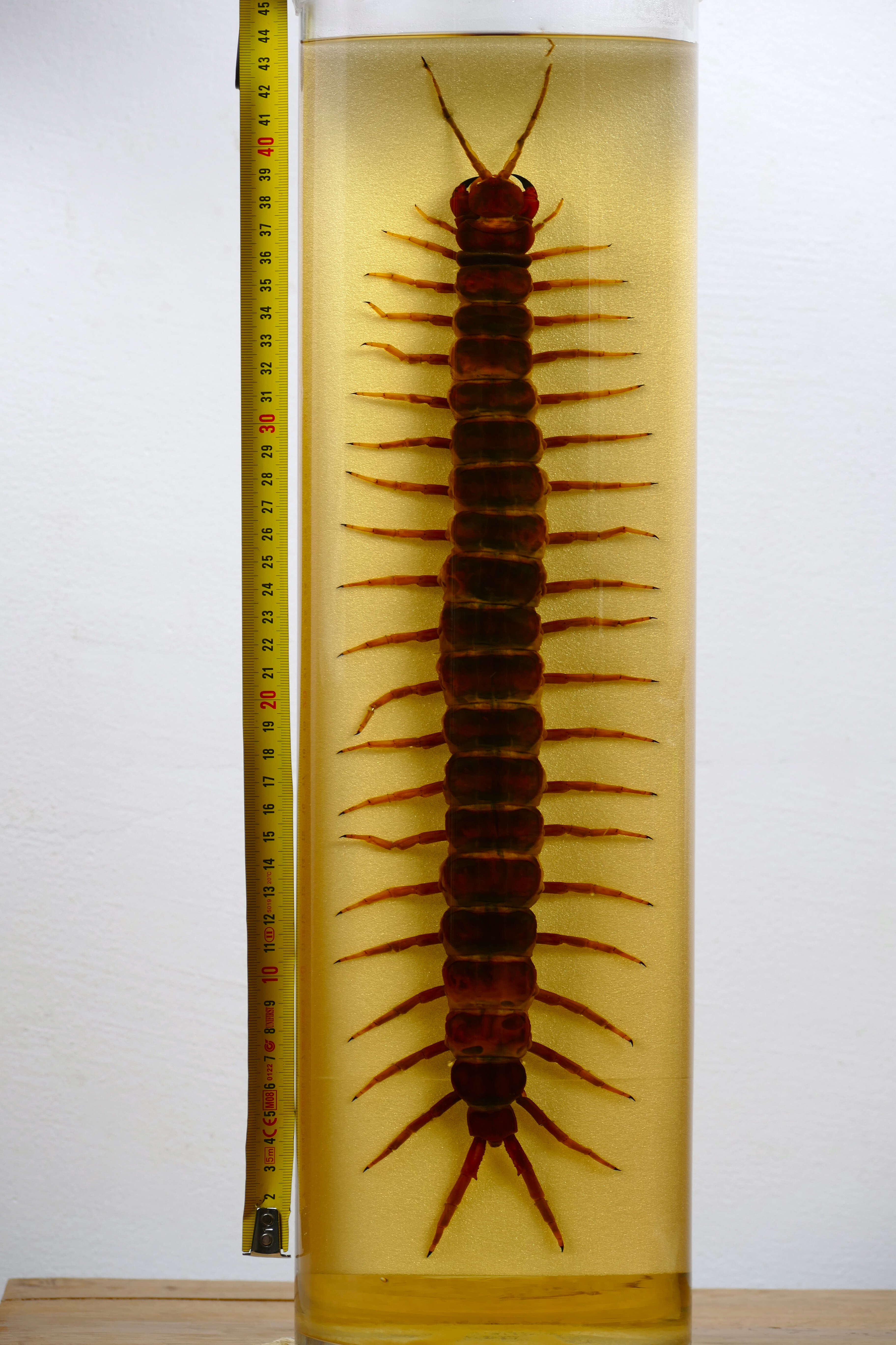 Image de Scolopendra gigantea Linnaeus 1758