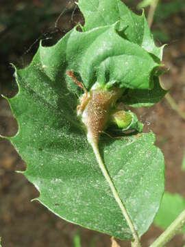 Image of Asian chestnut gall wasp