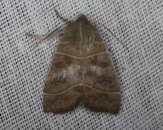 Image of Even-lined Sallow