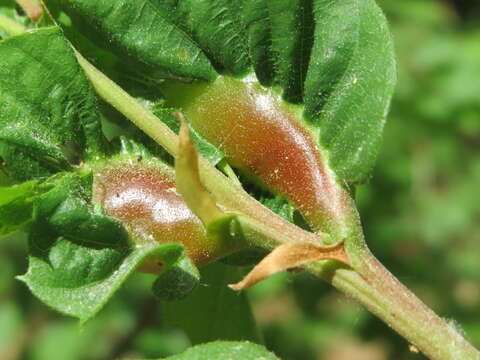 Image of Asian chestnut gall wasp