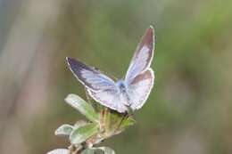 Image of Celastrina echo cinerea (W. H. Edwards 1883)