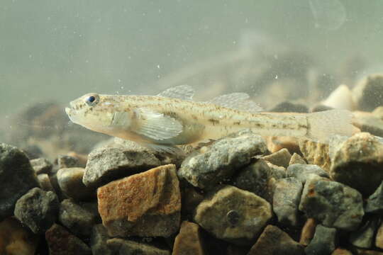 Image of Common Goby