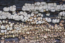 Image of Ceramic fungus