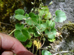 Image of Heuchera longipetala var. orizabensis (Hemsl.) R. A. Folk