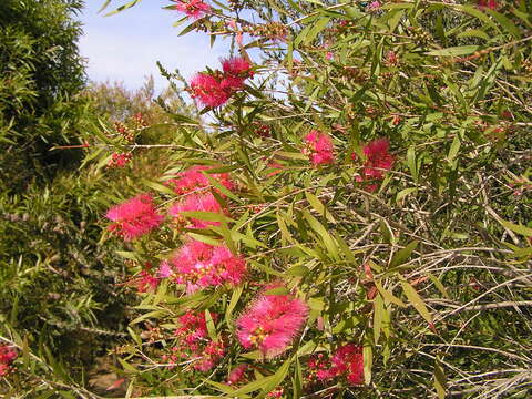 صورة Callistemon rigidus R. Br.