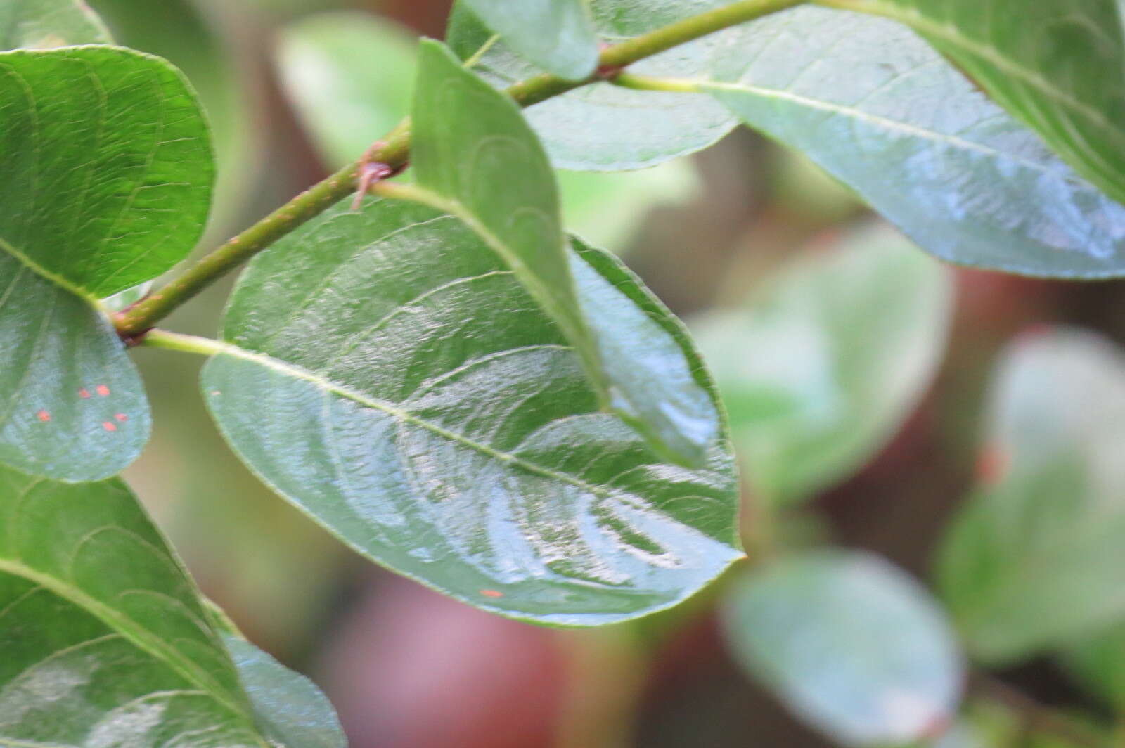 Image of Hammock Velvetseed