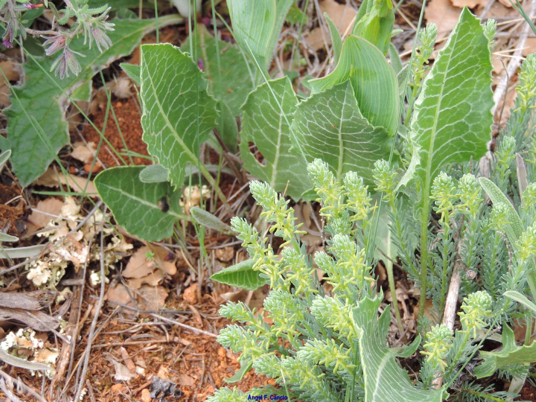 Image of Thymelaea pubescens (L.) Meissn.