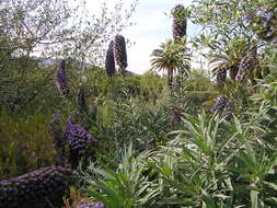 Imagem de Echium candicans L. fil.