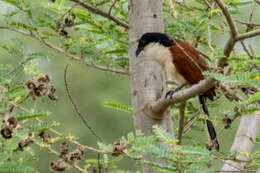 Plancia ëd Centropus senegalensis (Linnaeus 1766)