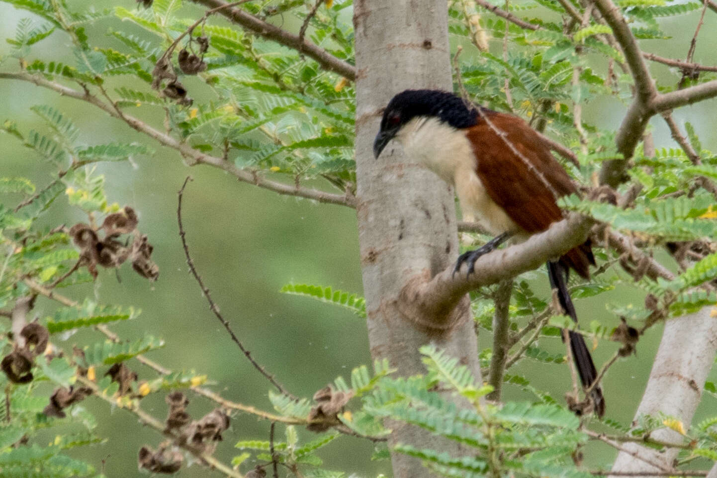 Plancia ëd Centropus senegalensis (Linnaeus 1766)