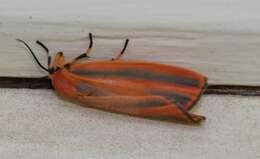 Image of Scarlet-winged Lichen Moth